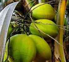 Palmino ulje, sastav, koristi i štete od palminog ulja