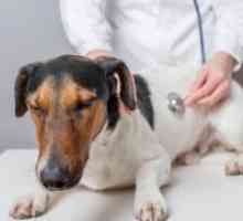 Pankreatitis u pasa - Simptomi i liječenje