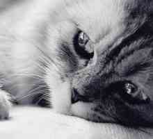 Panleukopenia u mačaka - simptomi