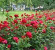 Rose park
