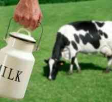 Svježe mlijeko - koristi i štete