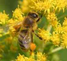 Pčelinji polen - svojstvima i namjenama
