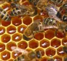 Pčelinji Podmore mršavljenje