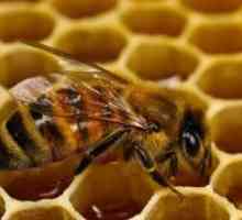 Pčelinji Podmore - prijava