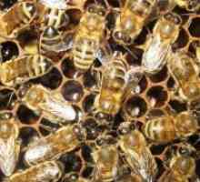 Pčelinji Podmore - kontraindikacije