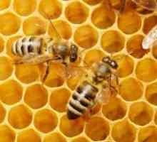 Pčelinji vosak - prijava