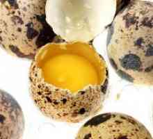 Prepelice jaja - koristi i štete