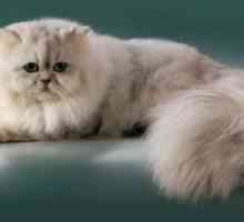 Perzijska mačka pasmina