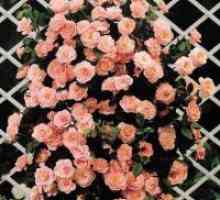 Ruža penjačica, cvjeta cijelo ljeto - zima-Hardy sorti