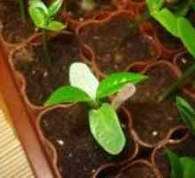 Plumeria - uzgoj iz sjemena