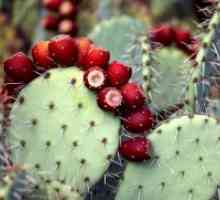 Kaktus voće
