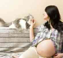 Zašto trudnice ne mogu glačati mačke?