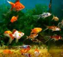 Zašto umiru ribe u akvariju?