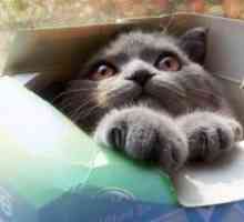 Zašto mačke poput kutije?