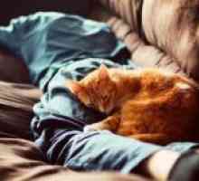 Zašto mačke spavaju na čovjeka?