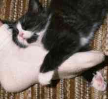 Zašto mačke spavaju u nogama?