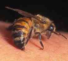 Zašto pčelinji otrov je lijek?