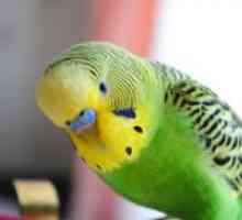 Zašto papiga plucks perje mene?
