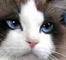 Zašto suzne oči mačka?
