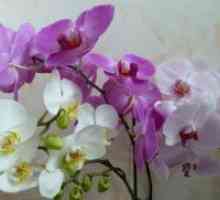 Zašto orhideja pupoljci sušiti?