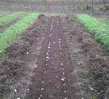 Pripremiti tlo za sadnju češnjaka prije zime
