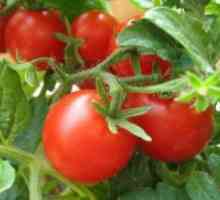Gnojenje rajčice u stakleniku