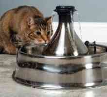 Pijenje zdjele za mačke