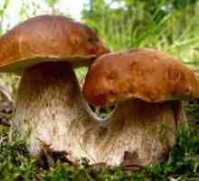 Korisna svojstva gljiva