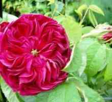 Polyanthus ruže