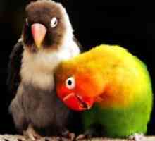 Papige lovebirds - briga i održavanje