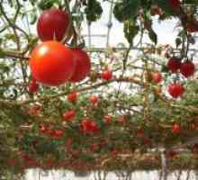 Popularne vrste rajčice za staklenike