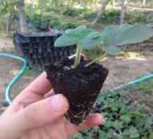 Sadnja sjemena jagoda za sadnice