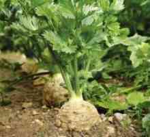 Sadnja sadnica celera