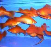 Slatkovodni akvarij riba