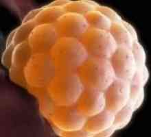 Vezanje embrija u maternicu