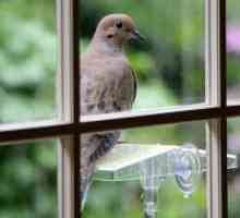 Prijava: golubica kuca na prozor