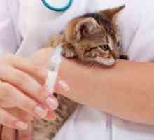 Cijepljenje protiv bjesnoće mačka
