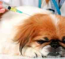 Cijepljenje protiv bjesnoće psa
