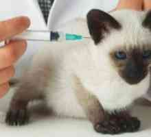 Cijepljenje mačići - raspored