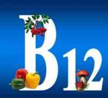Hrana koja sadrži vitamin B12