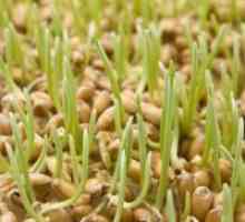 Pšenične klice - prednosti