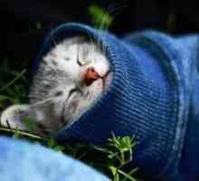 Prehlada u mačaka - simptomi