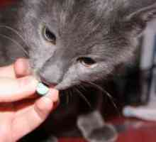 Anthelmintik lijekovi za mačke
