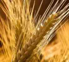 Pšenica griz - koristi i štete
