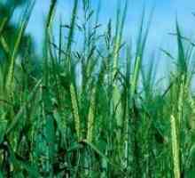 Wheatgrass - kako da biste dobili osloboditi?