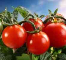 Rani sorti rajčice