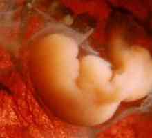 Dimenzije embrija tjednima - Tablica