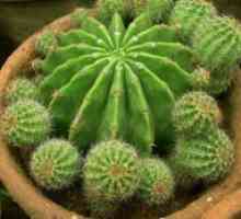 Reprodukcija kaktusi