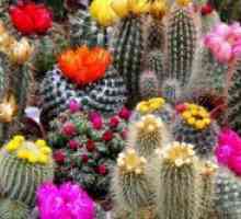 Vrste kaktusa