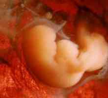 Embrionalnog razvoja iz tjedna u tjedan